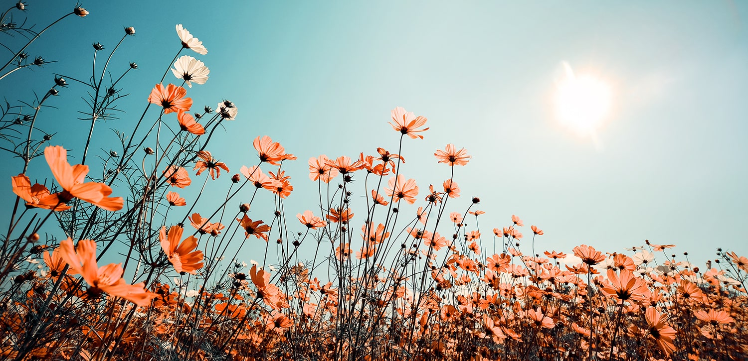 Feldblumen